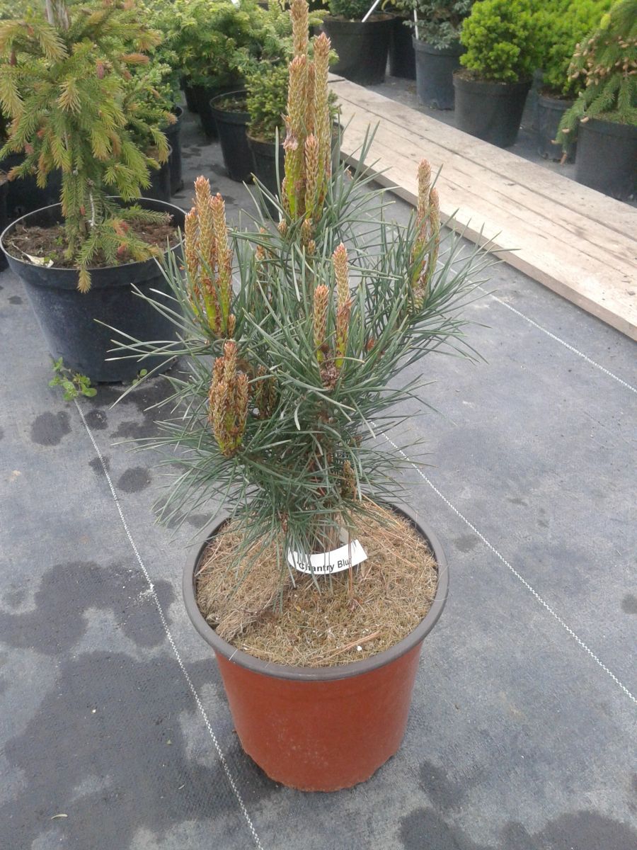 pinus sylvestris Chantry Blue (2) pinus sylvestris Chantry Blue (2)