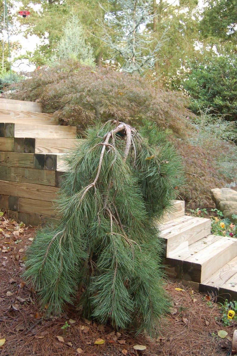pinus20densiflora20pendula20Pa.jpg