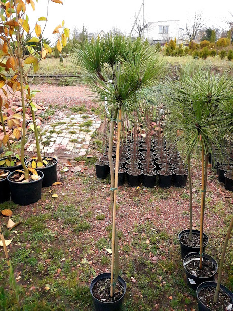pinus20jeffrei20JoppiC10.jpg