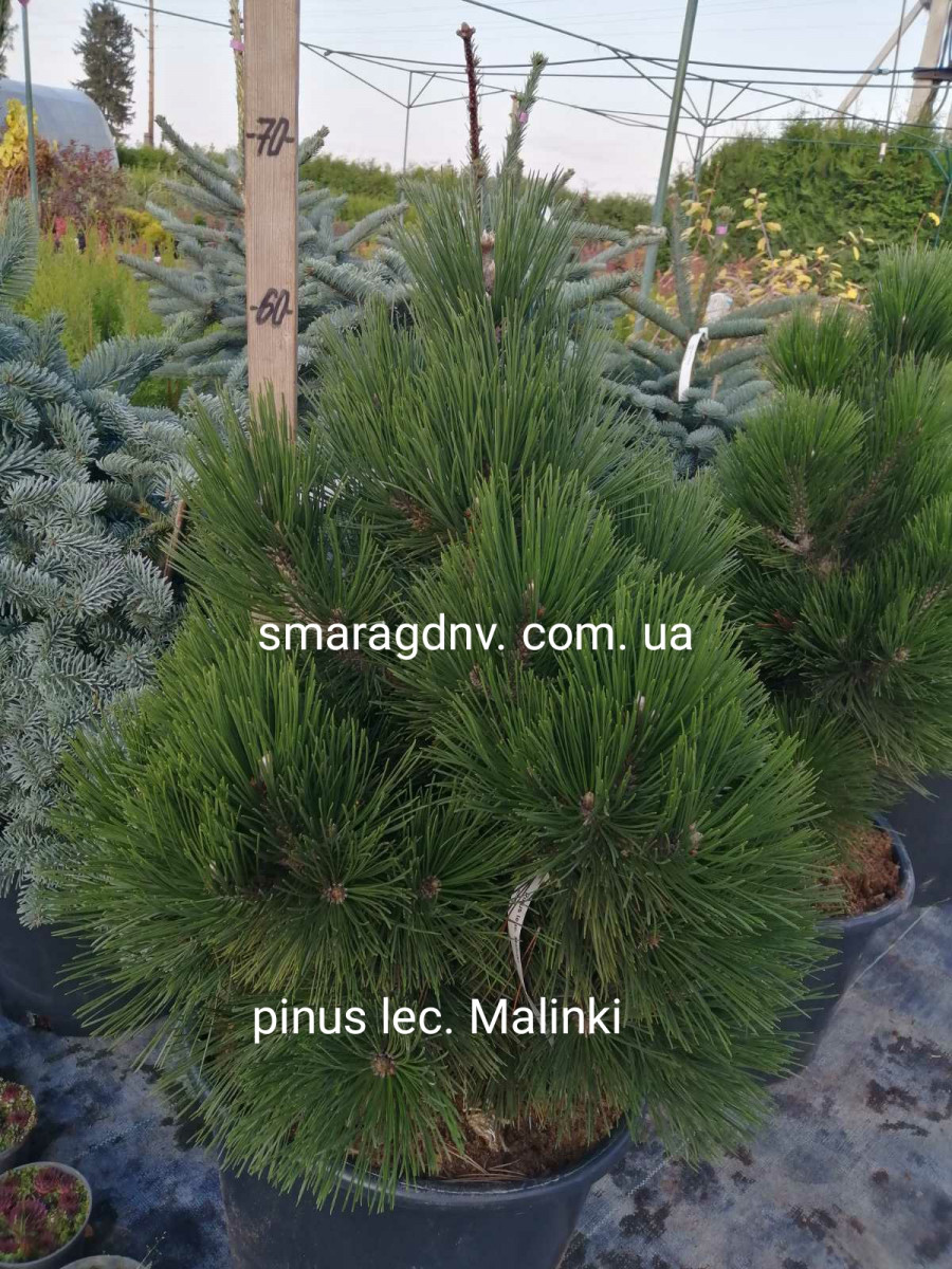 pinus20lec20malinki-1.jpg