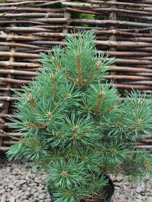 pinus_sylvestris_frensham_3__resized.jpg