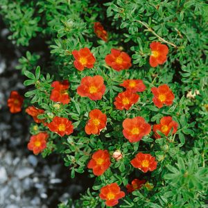 Перстач - Potentilla Marian Red Robin