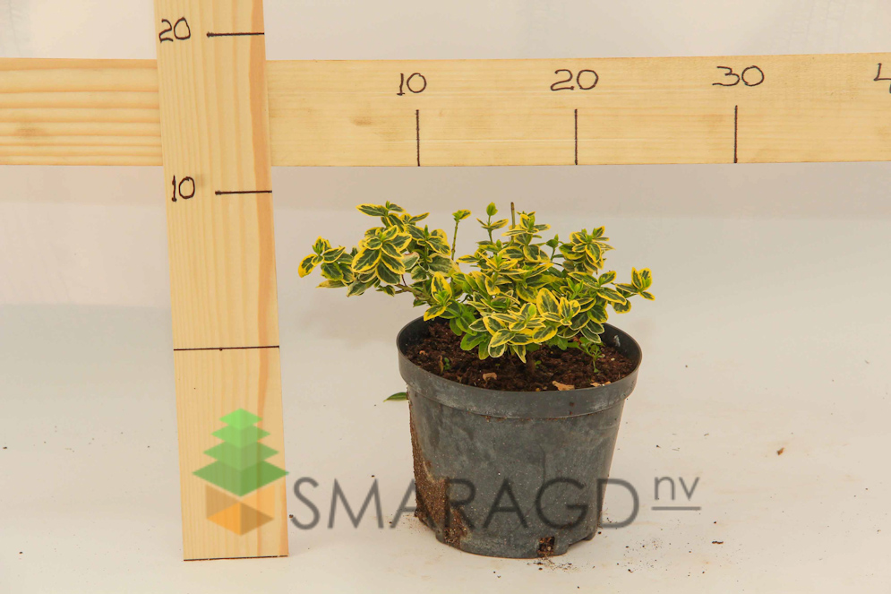 sklet-euonymus-fortunei-emerald-gold-443.jpg