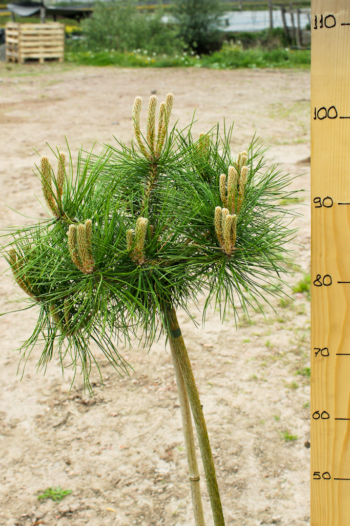 sosna-pinus-densiflora-low-glow-pa-40-60sm-gorshok-5l-2424.jpg