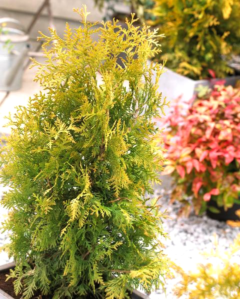 thuja_brabant.jpg