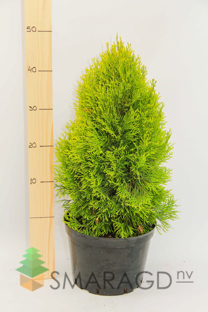 tuya-zahidna-thuja-occidentalis-janed-gold-visota-40-50sm-go-1694.jpg