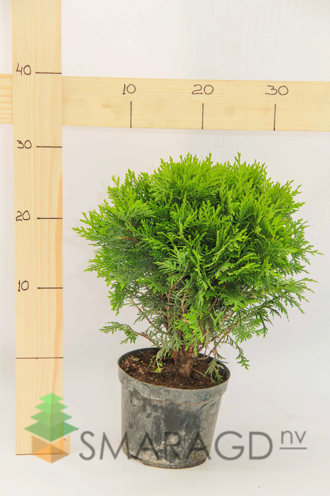 tuya-zapadnaya-thuja-occidentalis-danica-diametr-30-40sm-go-1681.jpg