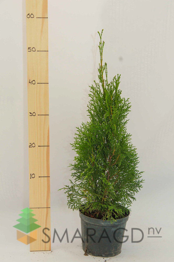 tuya-zapadnaya-thuja-occidentalis-smaragd-vysota-20-25sm-gor-1703.jpg