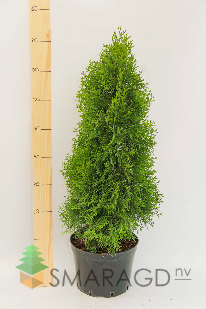 tuya-zapadnaya-thuja-occidentalis-smaragd-vysota-20-30sm-gor-1904.jpg