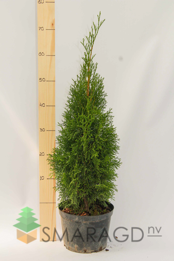 tuya-zapadnaya-thuja-occidentalis-smaragd-vysota-60-70sm-gor-1704.jpg
