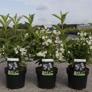 Вейгела цвітуча - Weigela Candida