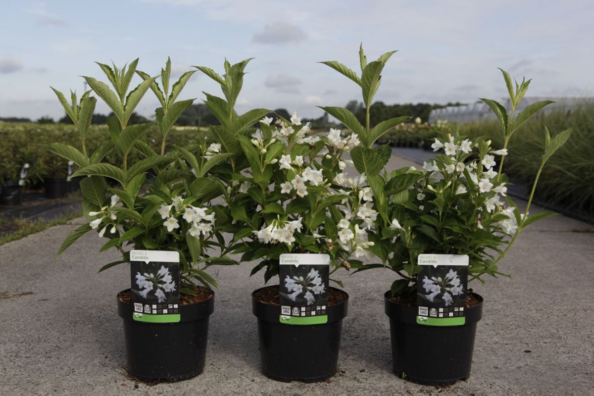 weigela candida Вейгела цвітуча - Weigela Candida