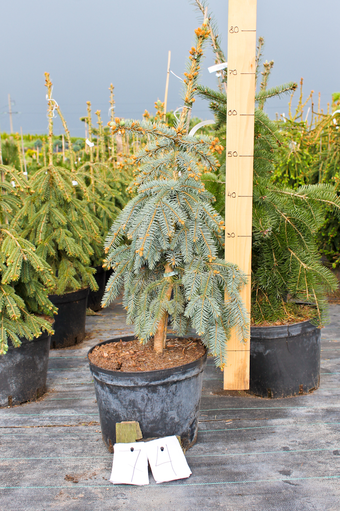 yalina-picea-pungens-the-blues-visota-120-140sm-gorshchik-20l-2120.jpg