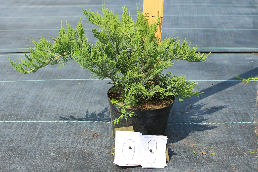 yalivec-kozackiy-juniperus-sabina-tamariscifolia-visota-20-1895.jpg