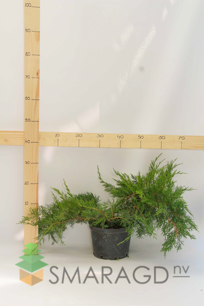 yalivec-seredniy-juniperus-pfitzeriana-mint-julep-diametr-4-1890.jpg