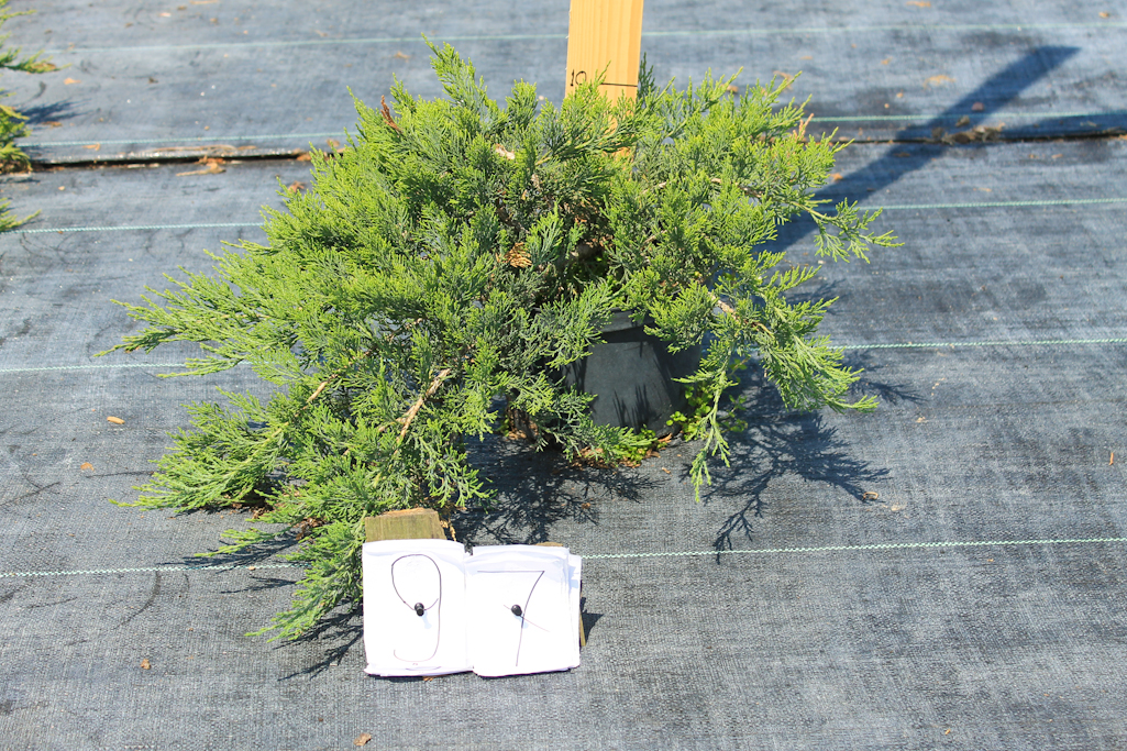 yalivec-seredniy-juniperus-pfitzeriana-mint-julep-diametr-4-2512.jpg