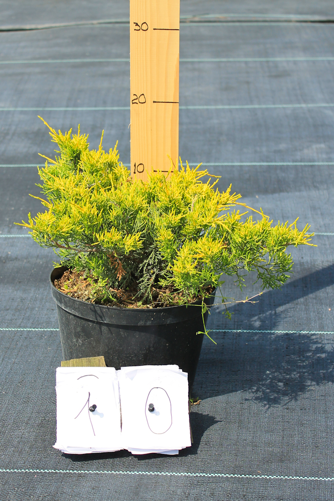 yalivec-seredniy-juniperus-pfitzeriana-old-gold-diametr-15-2524.jpg