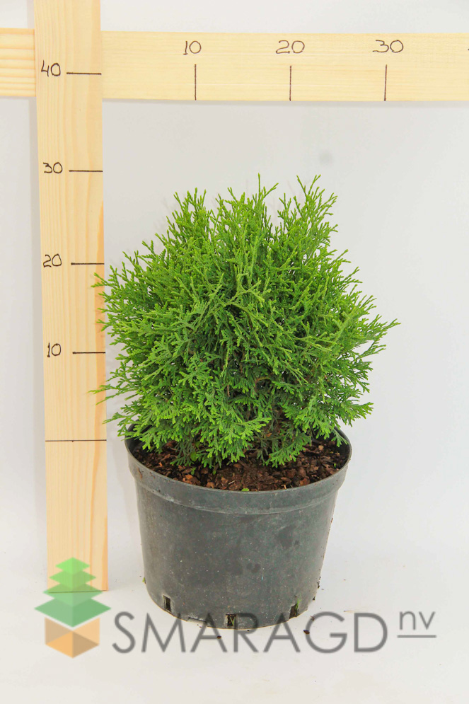 zahidna-thuja-occidentalis-tiny-tim-602.jpg