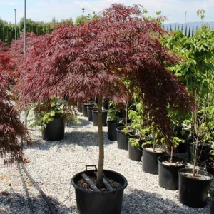 Клен японський - Acer palmatum Disectum Garnet