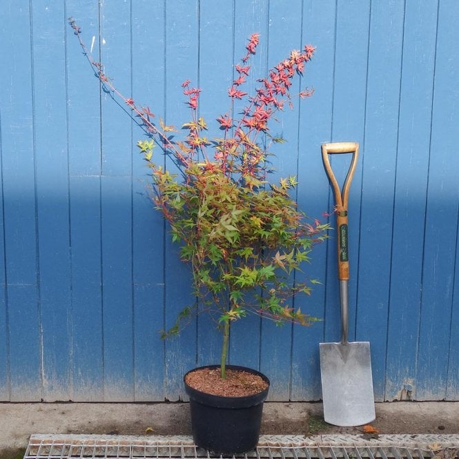 Acer palmatum Shin-Deshojo