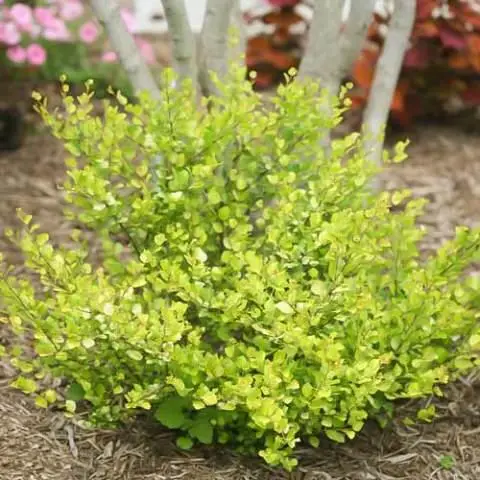Betula nana