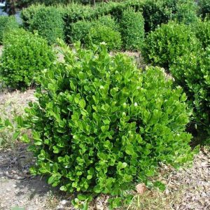 Самшит дрібнолистний - Buxus microphylla Faulkner