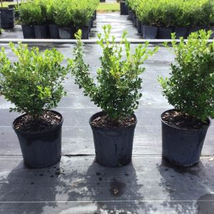 Самшит вічнозелений - Buxus sempervirens