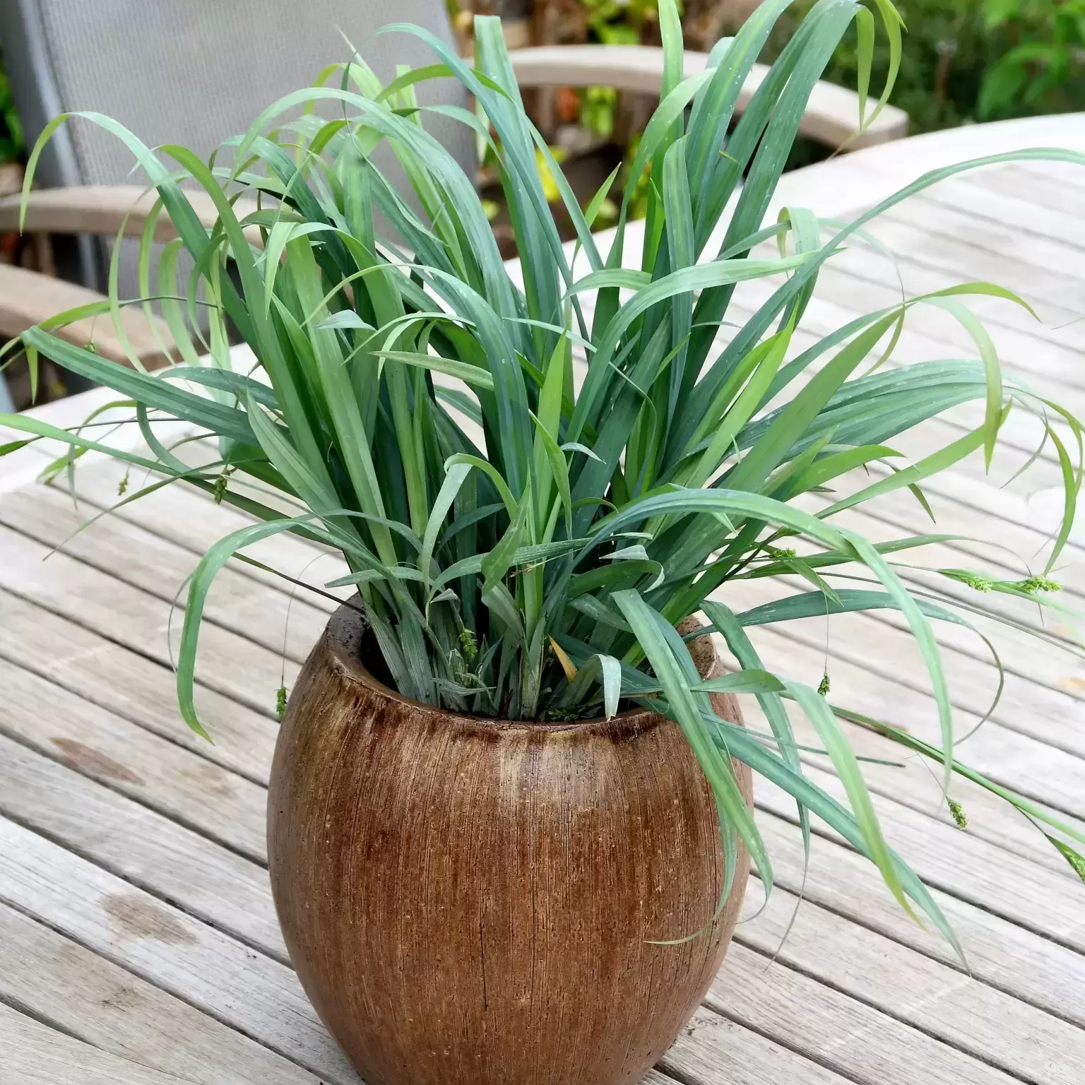 Carex Laxiculmis Bunny Blue Осока - Carex Laxiculmis Bunny Blue