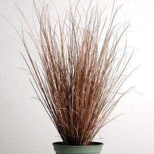 Осока - Carex buchananii Red Rooster