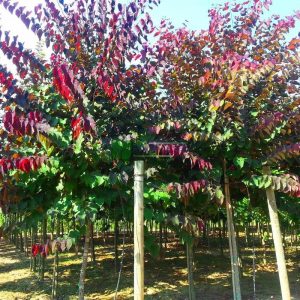 Церціс Канадський - Cercis Canadensis Forest Pansy Pa