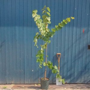 Церціс Канадський - Cercis Canadensis Pink Pom Poms