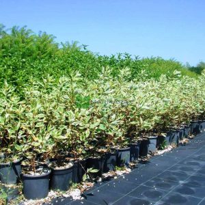 Дерен білий - Cornus alba Elegantissima