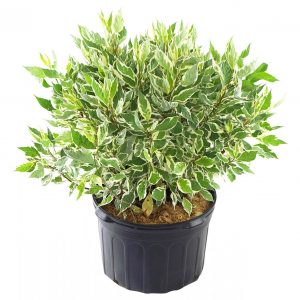 Дерен білий - Cornus alba Ivory Halo