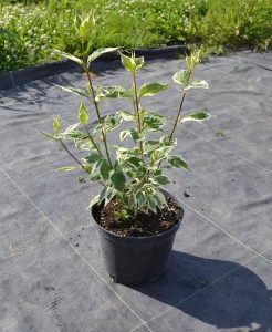 Дерен білий - Cornus alba Sibirica Variegata