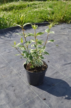 Cornus alba Sibirica Variegata Дерен білий - Cornus alba Sibirica Variegata