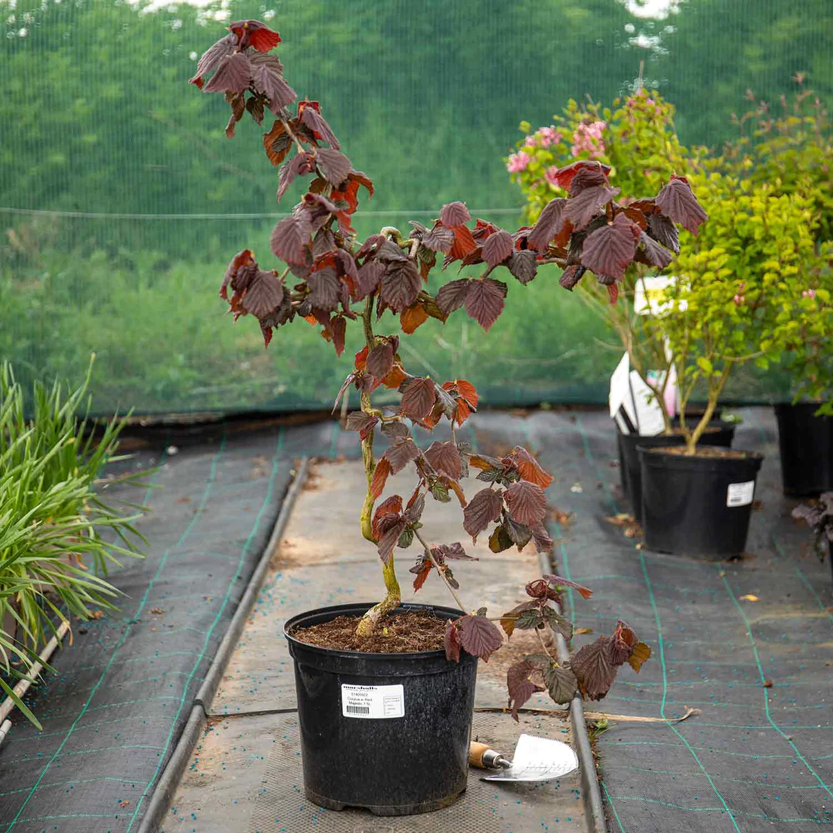 Corulys avelana Red Majestic Ліщина звичайна - Corulys avelana Red Majestic