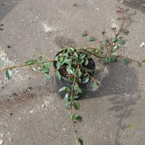 Кизильник Даммера - Cotoneaster dammeri Major