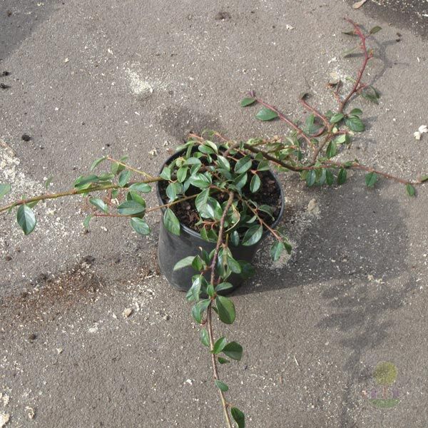 Cotoneaster dam.Major Кизильник Даммера - Cotoneaster dammeri Major