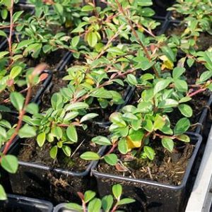 Кизильник Даммера - Cotoneaster dammeri Mirinda