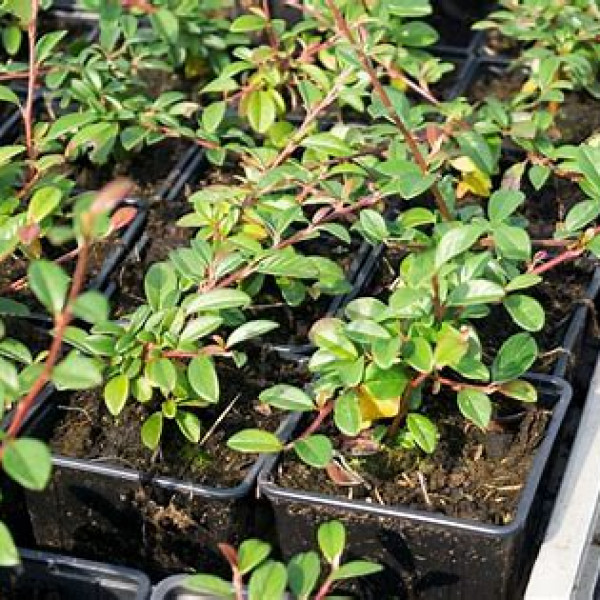 Cotoneaster dammeri Mirinda Кизильник Даммера - Cotoneaster dammeri Mirinda