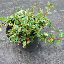 Кизильник Даммера - Cotoneaster dammeri Mooncreeper