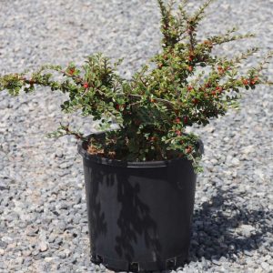 Кизильник горизонтальний - Cotoneaster horizontalis