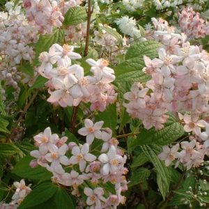 Дейція гібридна - Deutzia hybrida Mont Rose