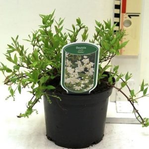 Дейція витончена - Deutzia gracillis Nikko