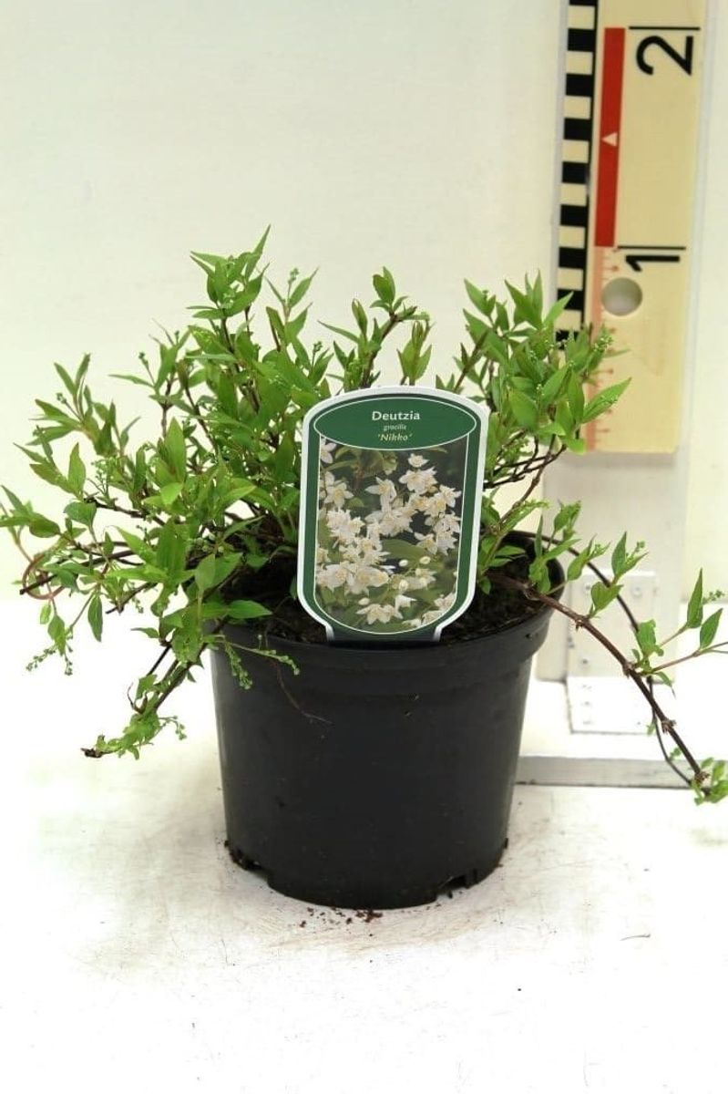 Deutzia gracillis Nikko Дейція витончена - Deutzia gracillis Nikko