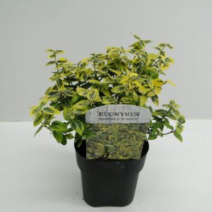 Бересклет форчун - Euonymus fortunei Emerald Gaiety