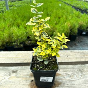 Бересклет форчун - Euonymus fortunei Emerald Gold