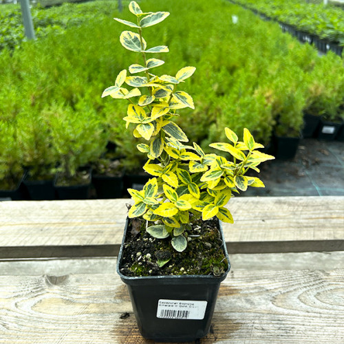 Euonymus fortunei Emerald Gold Бересклет форчун - Euonymus fortunei Emerald Gold