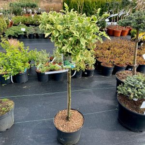 Бересклет форчун - Euonymus fortunei Pa