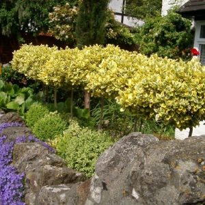 Бересклет форчун - Euonymus fortunei Pa